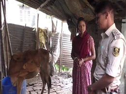 बिहार के कटिहार में गजब केस! बछड़ा किसका, DNA टेस्ट तक पहुंच गई बात