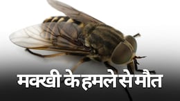 Horse Flies Attack: राजस्थान में घोड़ा मक्खी के हमले से एक शख्स की मौत, डॉक्टर्स ने जांच के बाद की पुष्टि