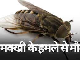 Horse Flies Attack: राजस्थान में घोड़ा मक्खी के हमले से एक शख्स की मौत, डॉक्टर्स ने जांच के बाद की पुष्टि