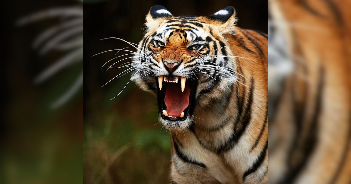 The Royal Bengal Tiger: Facts About India's National Animal