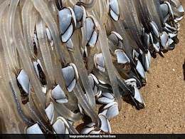 Mysterious Alien-Like Creature Washes Up On Australian Beach, It Turns Out To Be... Mysterious Alien-Like Creature Washes Up On Australian Beach, It Turns Out To Be...