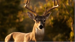 Leelsar Deer Hunting Case: 500 रुपये के लिए हिरणों का शिकार करने वाले आरोपी की जेल में मौत, कोर्ट से मिल चुकी थी जमानत
