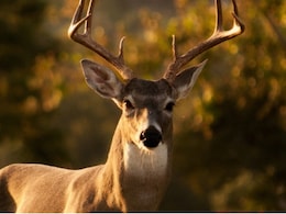 Leelsar Deer Hunting Case: 500 रुपये के लिए हिरणों का शिकार करने वाले आरोपी की जेल में मौत, कोर्ट से मिल चुकी थी जमानत