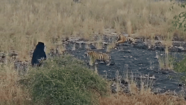 एक अकेला भालू दो बाघ पर भारी! रणथंभौर टाइगर रिजर्व में भालू की गुर्राहट से भाग खड़े हुए बाघ; देखें VIDEO