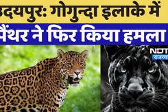 Udaipur Panther Attack: आदमखोर Panther ने फिर  किया हमला, गाय को बनाया शिकार