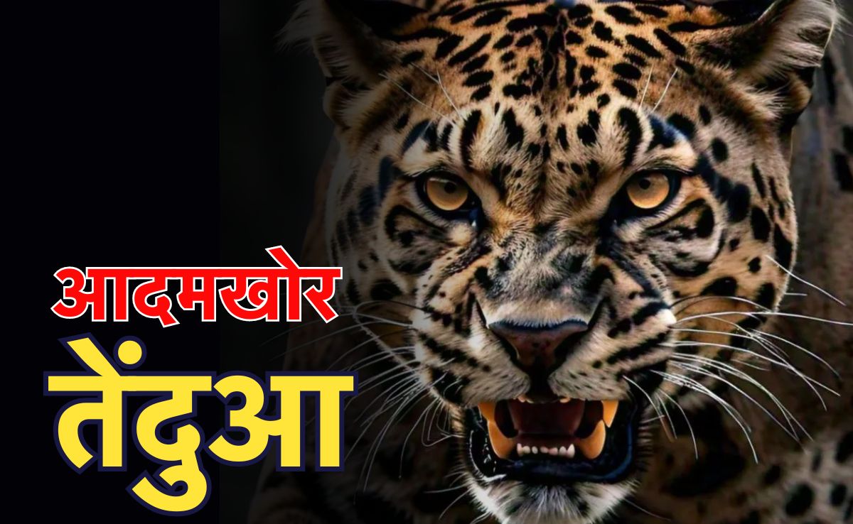 सावधान! अभी भी बाहर घूम रहा है आदमखोर तेंदुआ, कांकेर में हमलाकर 6 लोगों को कर चुका है लहूलुहान