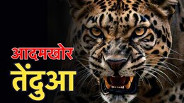 CG: सावधान! इस इलाके में दिखाई दे रहे तेंदुए, रातभर DFO और कर्मचारी कर रहे निगरानी