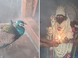 मुरुगन की आरती में हाजिरी लगाने पहुंचा मोर, गेट पर खड़े होकर भगवान को एकटक निहारते देख मंत्रमुग्ध हुए लोग मुरुगन की आरती में हाजिरी लगाने पहुंचा मोर, गेट पर खड़े होकर भगवान को एकटक निहारते देख मंत्रमुग्ध हुए लोग