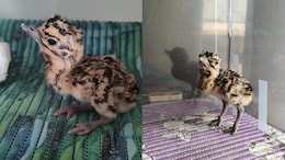 Great Indian Bustard, Highly Endangered Species, Hatches Chick In Jaisalmer