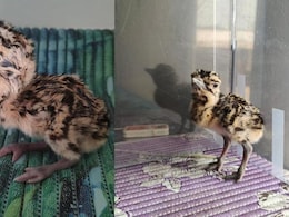 Great Indian Bustard, Highly Endangered Species, Hatches Chick In Jaisalmer