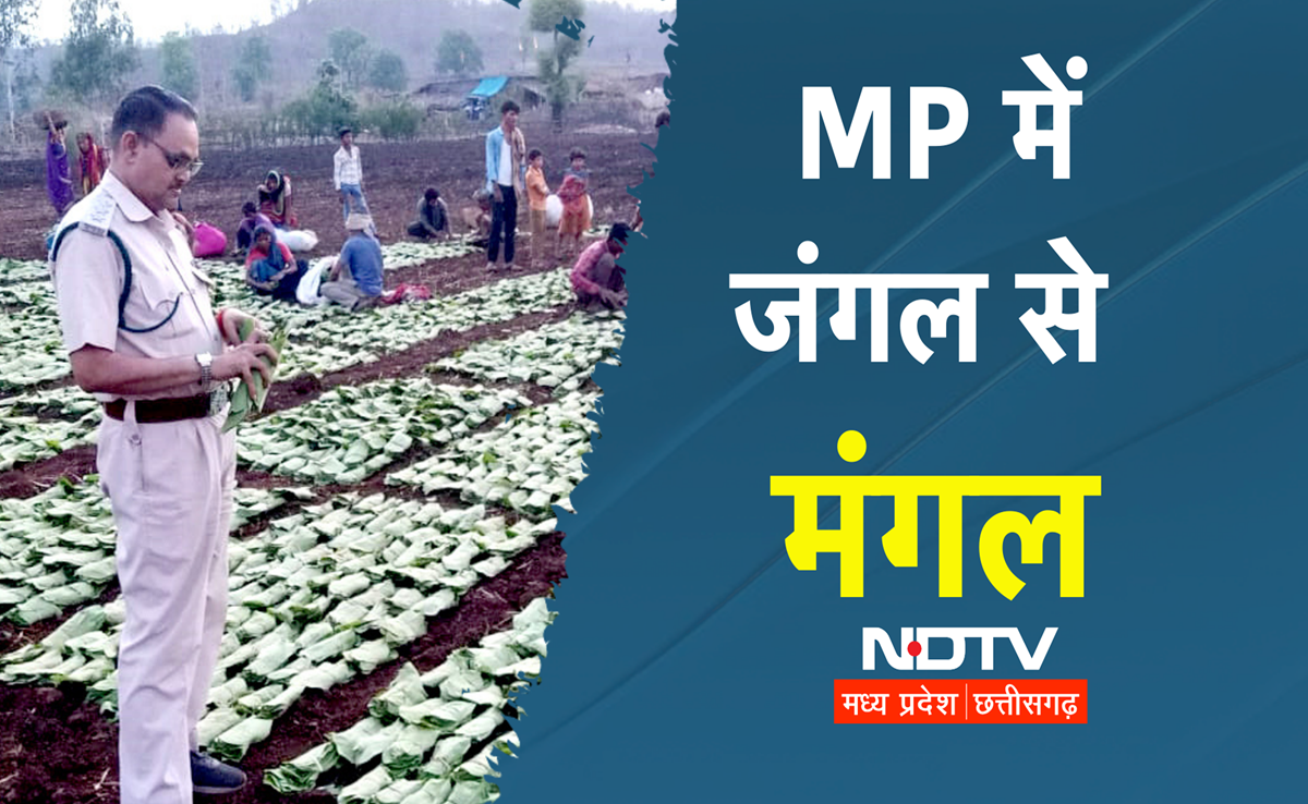 MP में निमाड़ के जंगलों से एक साल में हुई 150 करोड़ की आय, 50 हजार लोगों को मिला रोजगार