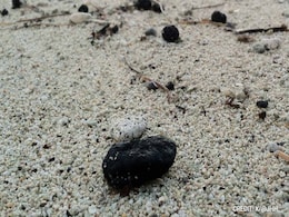 What Are Tar Balls, The Mystery Debris That Is Closing Beaches In Sydney What Are Tar Balls, The Mystery Debris That Is Closing Beaches In Sydney