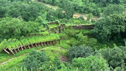 ग्रीनको एनर्जी हाइड्रो पावर प्रोजेक्ट से शाहबाद में 4 लाख पेड़ों पर संकट, लोगों ने चिपको आंदोलन की दी चेतावनी