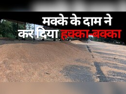 Farmer MSP: बुरहानपुर मंडी में मक्का की बंपर आवक, पर किसानों समर्थन मूल्य से निराश, जाने क्या है मामला?