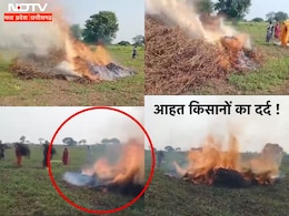 उचित दाम न मिलने पर किसानों ने अपनी फसल को लगाई आग ! झकझोर देगा ये वीडियो