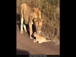 "Mom Being Mom": Adorable Lioness And Cub Interaction Moves Internet "Mom Being Mom": Adorable Lioness And Cub Interaction Moves Internet