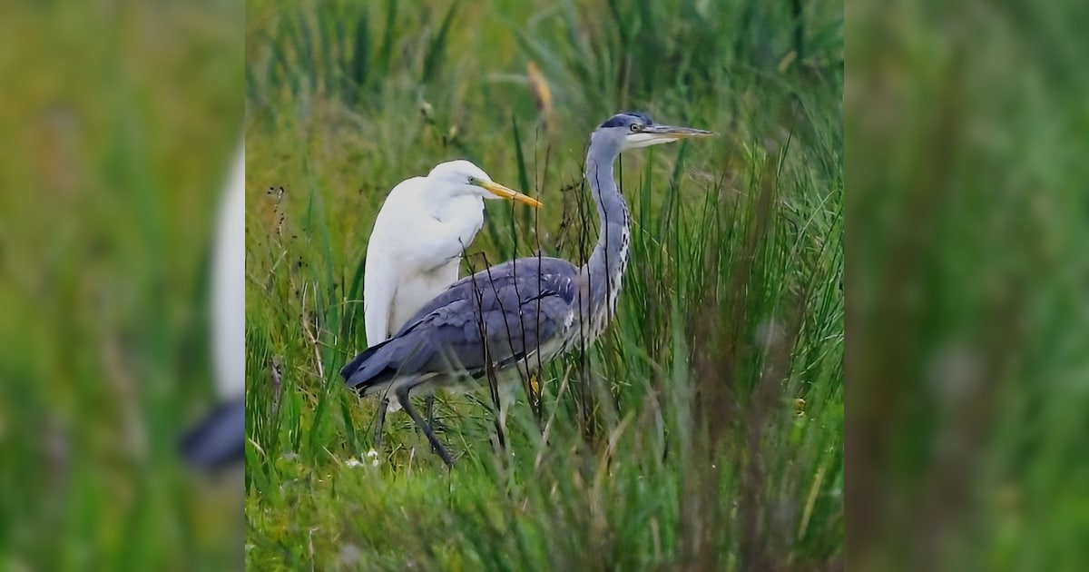 Heron vs Egret: What's The Difference
