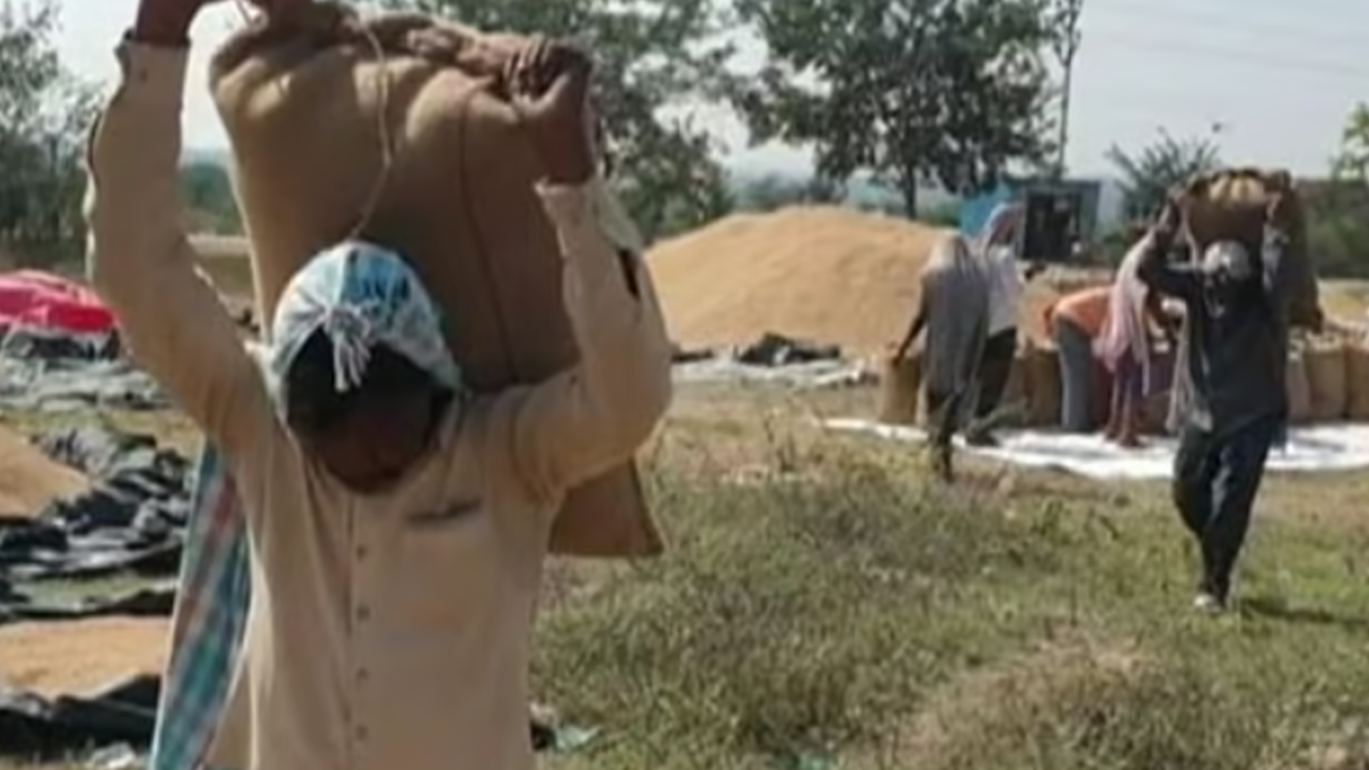 Congress, BJP Clash Over Paddy Procurement In Punjab