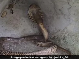 Video: A Thrilling Face-Off Between Cobra And Scorpion Video: A Thrilling Face-Off Between Cobra And Scorpion