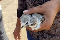 Contagious Bird Disease Strikes At Rajasthan Sambhar Lake Contagious Bird Disease Strikes At Rajasthan Sambhar Lake
