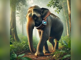Elephant: बाघों की तरह अब हाथियों की भी बढ़ेगी सुरक्षा, कॉलर आईडी से ट्रैकिंग की तैयारी Elephant: बाघों की तरह अब हाथियों की भी बढ़ेगी सुरक्षा, कॉलर आईडी से ट्रैकिंग की तैयारी