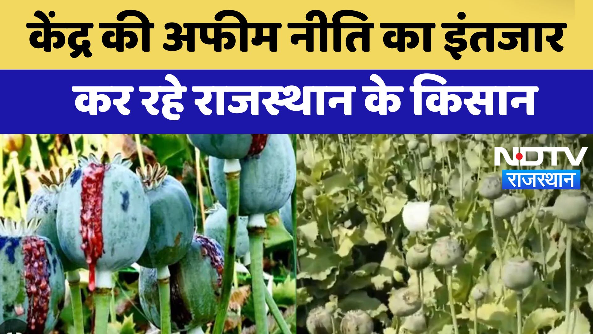 Opium Policy News: केंद्र की अफीम नीति का इंतजार कर रहे Rajasthan के किसान | Latest News