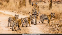 Act Of 'Revenge': 3 Arrested  For Poisoning Tigress, 4 Cubs In Karnataka