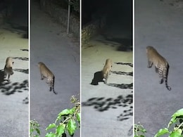 सावधान उदयपुर में अभी नहीं टला खतरा! एनकाउंटर के तीसरे दिन फिरसे दिखा तेंदुआ