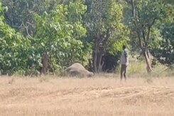7 Elephants Die, 3 Critical At Madhya Pradesh's Bandhavgarh Tiger Reserve 7 Elephants Die, 3 Critical At Madhya Pradesh's Bandhavgarh Tiger Reserve