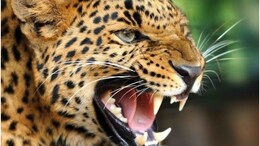 Udaipur Panther: तेंदुए को पकड़ने के लिए 'इंसानी चारा', 4 तरफ से होगा अटैक; मीटिंग के बाद सेना ने शुरू किया ऑपरेशन