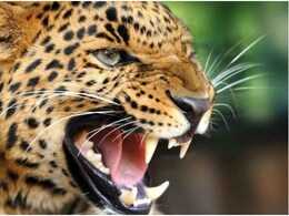 Udaipur Panther: तेंदुए को पकड़ने के लिए 'इंसानी चारा', 4 तरफ से होगा अटैक; मीटिंग के बाद सेना ने शुरू किया ऑपरेशन