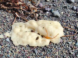 Mysterious White Blobs Washing Up On Canada Beach Leave Residents Baffled