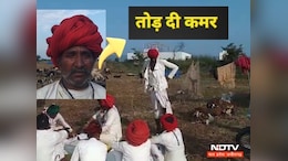 राजस्थान से एमपी आया था भेड़ चरवाहा, तेज रफ्तार ट्रक ने 25 भेड़ों को बुरी तरह रौंदा, 20 की हुई मौत