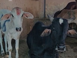 लंपी रिटर्न! कोटा में Lumpy से संक्रमित मिले 100 से अधिक गोवंश, पशुपालन विभाग सतर्क