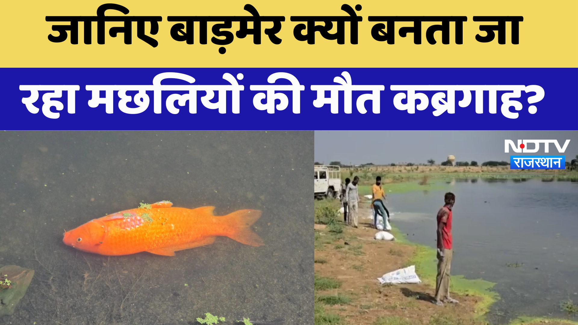 Barmer Fish Death News: जानिए बाड़मेर क्यों बनता जा रहा मछलियों की मौत कब्रगाह? | Latest News