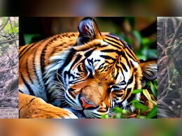 बुरहानपुर के जंगल में मिला बाघ का शव, पोस्टमार्टम रिपोर्ट में हुआ बड़ा खुलासा!