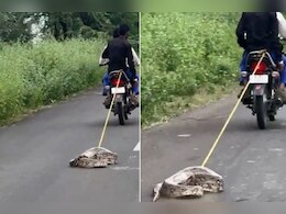 वीडियो: अजगर को बाइक में बांधकर घसीटने का वीडियो वायरल, जांच में जुटी वन विभाग क टीम  