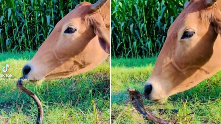 गाय के सामने फन काढ़े बैठा था कोबरा, तो गाय ने सांप को प्यार से किया Kiss, फिर जो हुआ, नहीं होगा यकीन