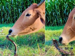 गाय के सामने फन काढ़े बैठा था कोबरा, तो गाय ने सांप को प्यार से किया Kiss, फिर जो हुआ, नहीं होगा यकीन गाय के सामने फन काढ़े बैठा था कोबरा, तो गाय ने सांप को प्यार से किया Kiss, फिर जो हुआ, नहीं होगा यकीन