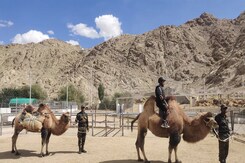 Hoof Patrol? How 2-Humped Camels Are Being Trained As 'Soldiers' In Ladakh Hoof Patrol? How 2-Humped Camels Are Being Trained As 'Soldiers' In Ladakh