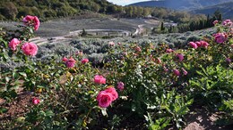 1.3 Lakh Lavender Plants Adorn "Starry Night" Themed Bosnian Park