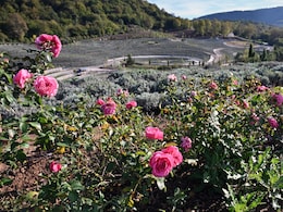 1.3 Lakh Lavender Plants Adorn "Starry Night" Themed Bosnian Park