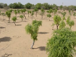 आखिर इतना क्यों खास है खेजड़ी का पेड़, जिसे बचाने के लिए 363 लोगों ने दिया था बलिदान?