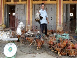 Dozens Of Captive Tigers And Lions In Vietnam Die Of Bird Flu Dozens Of Captive Tigers And Lions In Vietnam Die Of Bird Flu