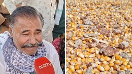 NDTV Ground Report: 1 बीघा में एक बोरी की उपज, दानों में दम नहीं... दाम गिरे, बारिश से राजस्थान के किसानों की दुर्दशा