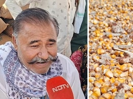 NDTV Ground Report: 1 बीघा में एक बोरी की उपज, दानों में दम नहीं... दाम गिरे, बारिश से राजस्थान के किसानों की दुर्दशा NDTV Ground Report: 1 बीघा में एक बोरी की उपज, दानों में दम नहीं... दाम गिरे, बारिश से राजस्थान के किसानों की दुर्दशा