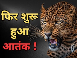 उदयपुर में पैंथर का आतंक जारी, बाड़े में बंधी गाय को बनाया निवाला; दहशत में ग्रामीण