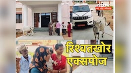MP में 'भ्रष्टों' को महिला ने ऐसे सिखाया सबक, कोर्ट में गाय बांधकर कहा- ये रखो रिश्वत