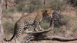 Woman Claims Sighting Leopard At Odisha Airport, Prompts Search Operation