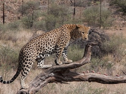 Woman Claims Sighting Leopard At Odisha Airport, Prompts Search Operation Woman Claims Sighting Leopard At Odisha Airport, Prompts Search Operation